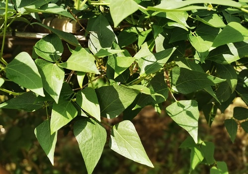 1667964818880739.png image.png