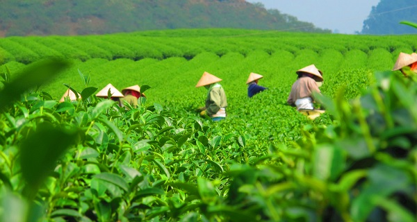 用科學(xué)說話春茶是否存在農(nóng)藥超標(biāo)問題？用農(nóng)藥殘留速測儀一測究竟！
